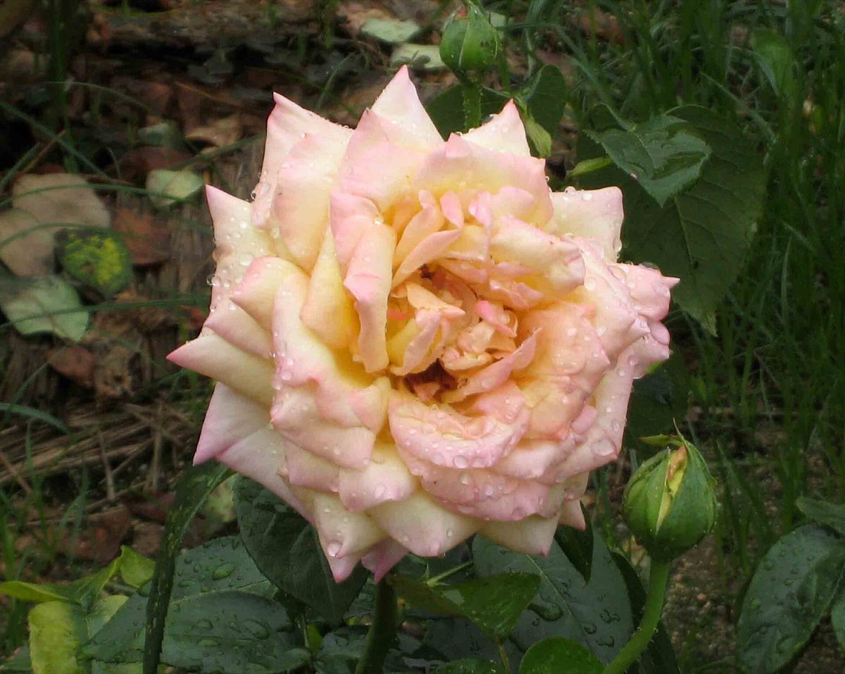 A rose in Hiroshima Peace Memorial Park